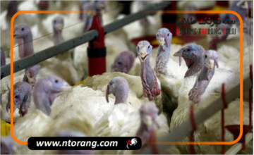 نکات تهویه و رطوبت مورد نیاز برای پرورش بوقلمون